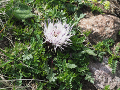 Jurinea moschus pinnatisecta