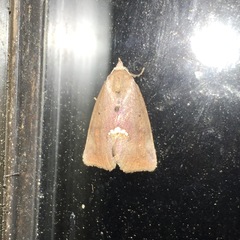 Hypsoropha hormos