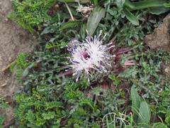 Jurinea moschus pinnatisecta