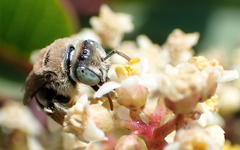 Anthophorula torticornis