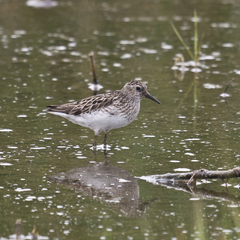 Calidris minutilla
