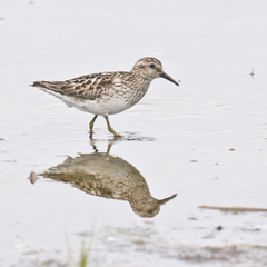 Calidris minutilla