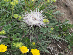 Jurinea moschus pinnatisecta