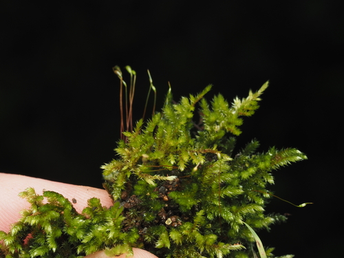 Sematophyllum hawaiiense