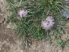 Jurinea moschus pinnatisecta