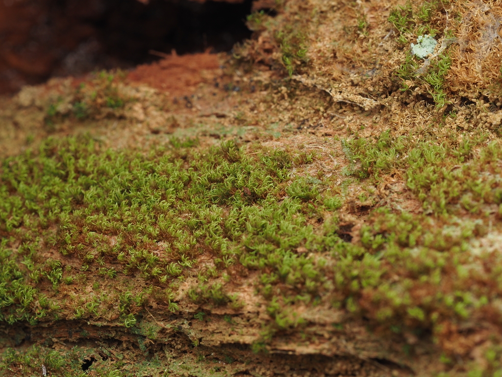 Syrrhopodon armatus