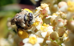 Anthophorula torticornis