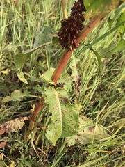 Rumex crispus