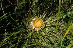 Carlina acanthifolia