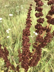 Rumex crispus