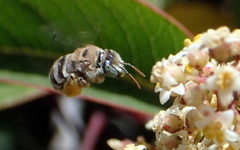 Anthophorula torticornis