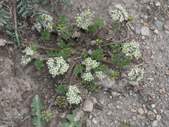 Chaerophyllum humile