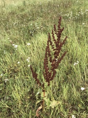 Rumex crispus
