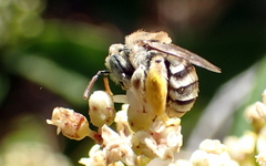 Anthophorula torticornis