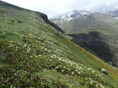 Rhododendron caucasicum