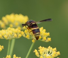 Euodynerus hidalgo hidalgo