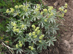 Alchemilla sericea