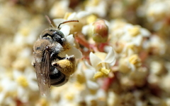 Anthophorula torticornis