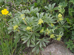 Alchemilla sericea