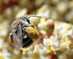 Anthophorula torticornis