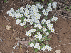 Veronica telephiifolia