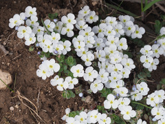 Veronica telephiifolia
