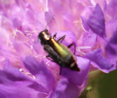 Malachius bipustulatus