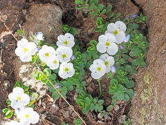 Veronica telephiifolia