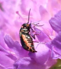 Malachius bipustulatus