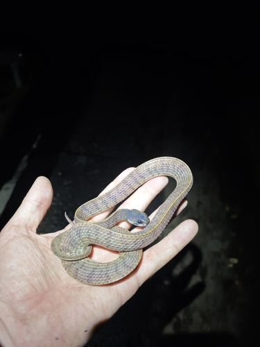 Inger’s Slug Snake, Asthenodipsas ingeri