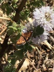 Pyrausta californicalis