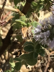 Pyrausta californicalis