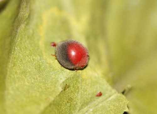 South African Scale-eating Lady Beetle