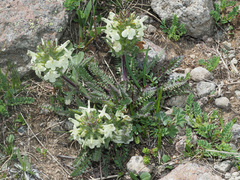 Pedicularis armena