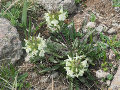 Pedicularis armena