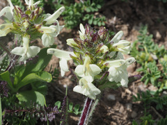 Pedicularis armena