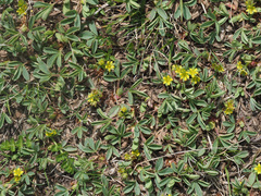Sibbaldia parviflora