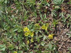 Sibbaldia parviflora