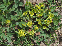Sibbaldia parviflora