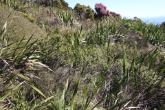 Cliffortia integerrima