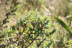 Cliffortia integerrima