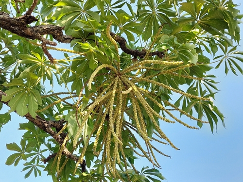 Cussonia arborea Hochst. ex A.Rich.