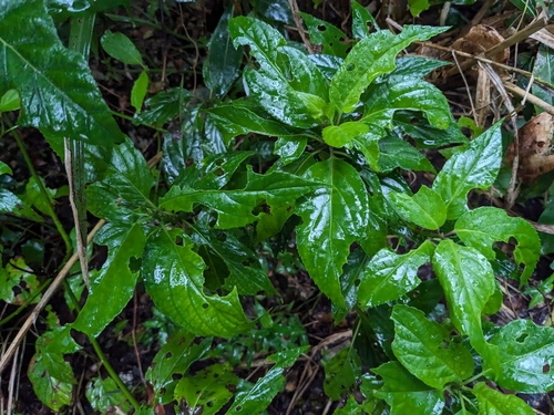 Helwingia liukiuensis