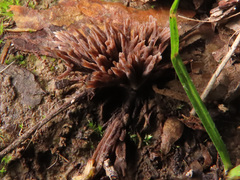 Thelephora penicillata