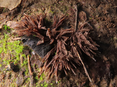 Thelephora penicillata