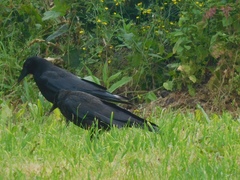 Corvus corone corone