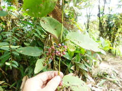 Struthanthus aequatoris