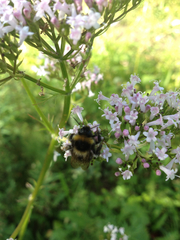 Valeriana officinalis sambucifolia