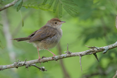 Trilling Cisticola photo 1