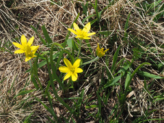 Gagea sulfurea